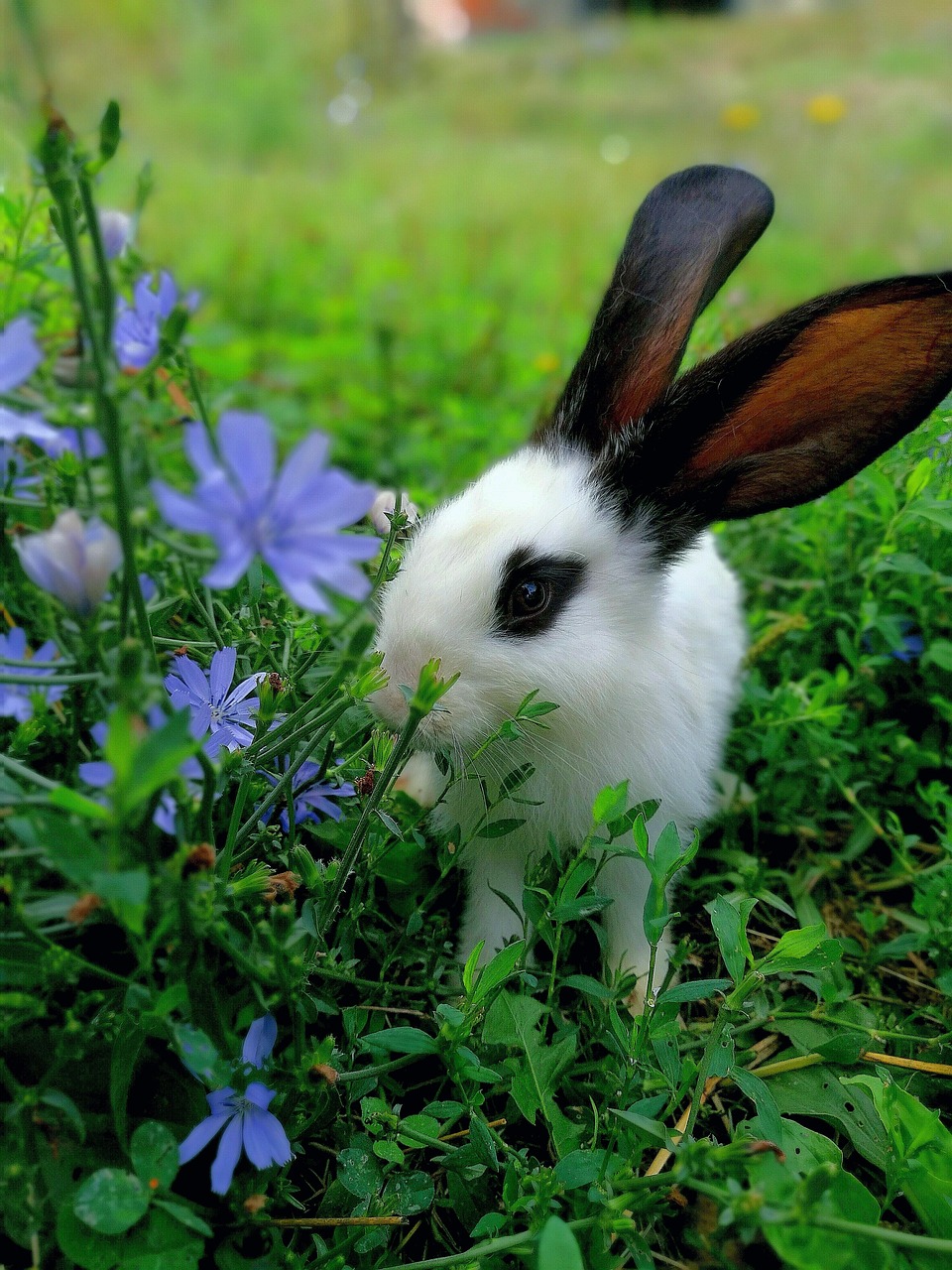 pet, rabbit, amateur, photo, green rabbit, amateur, amateur, amateur, amateur, amateur